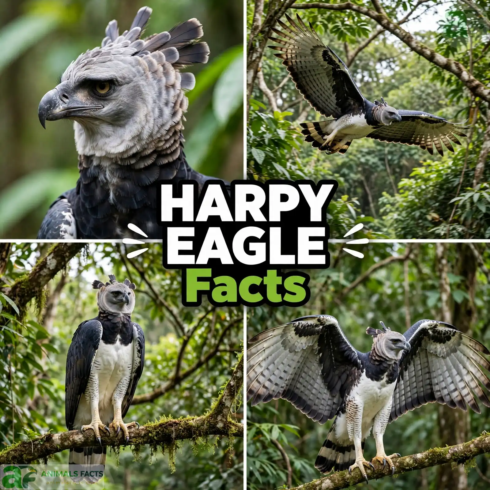 Harpy Eagle Facts