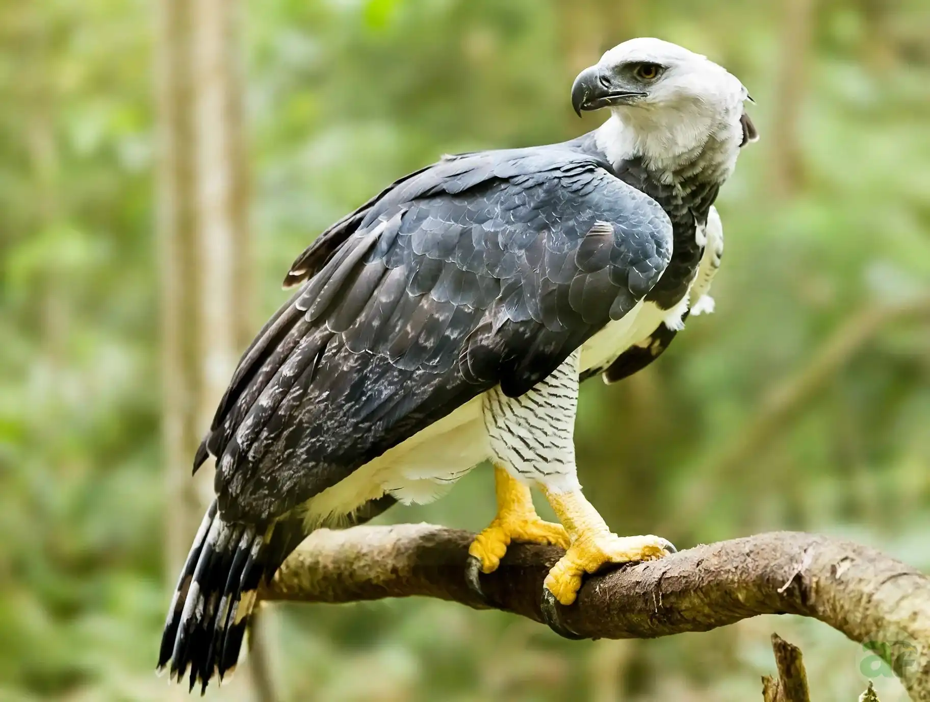 harpy eagle