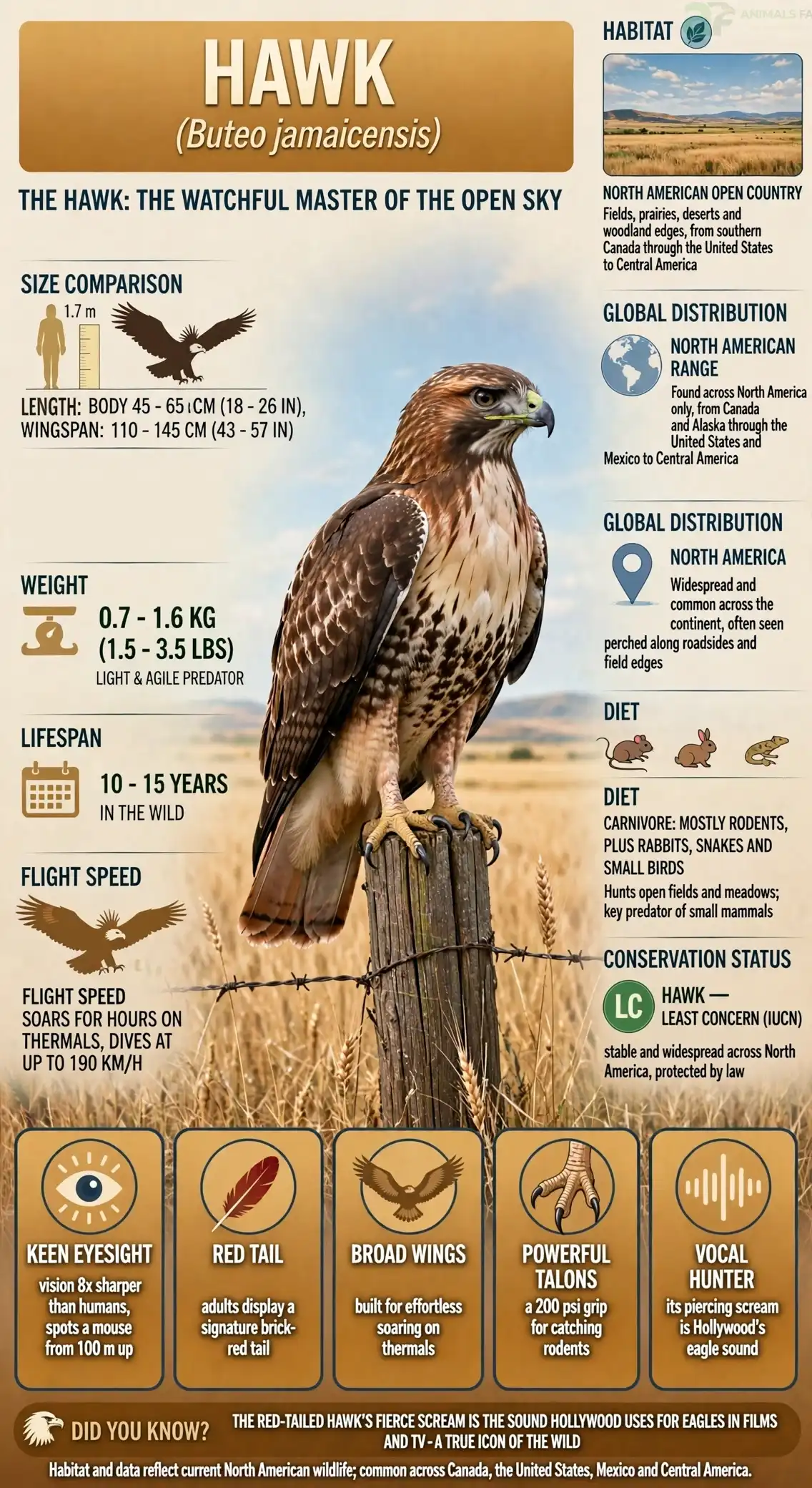 Buteo jamaicensis