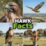 Hawk Facts