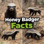 honey badger facts