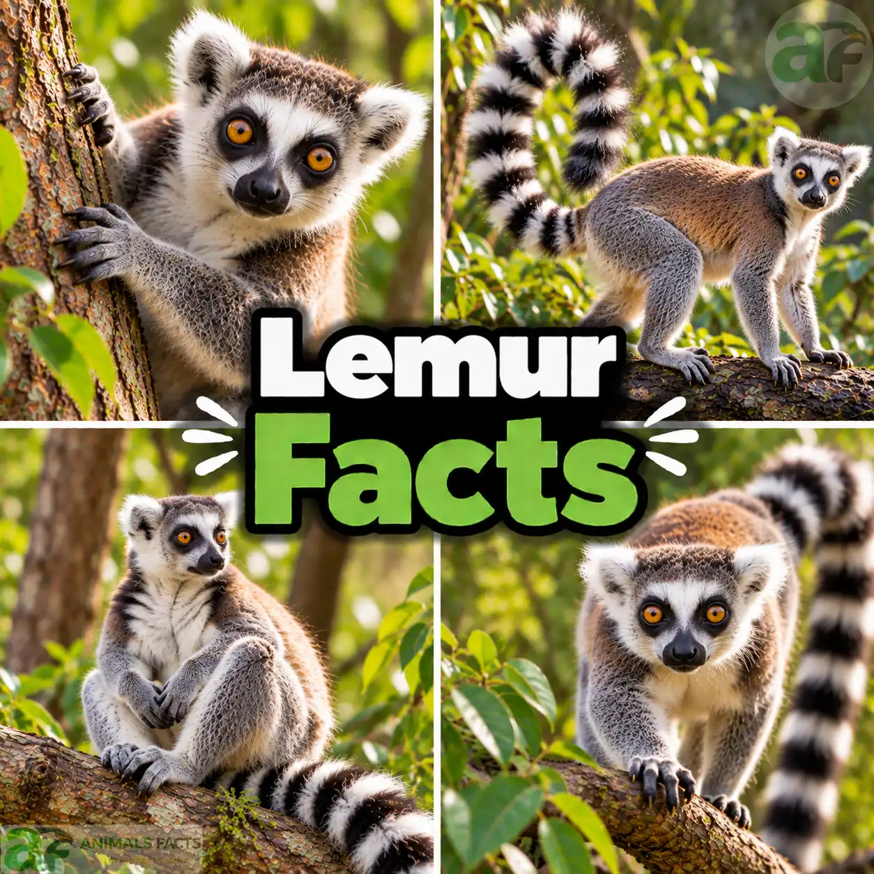 lemur facts