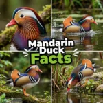 Mandarin Duck Facts