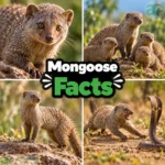 Mongoose facts
