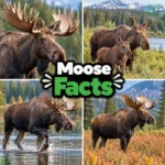 Moose Facts
