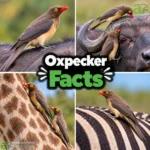 Oxpecker facts