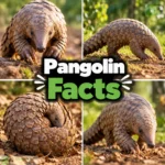 pangolin facts
