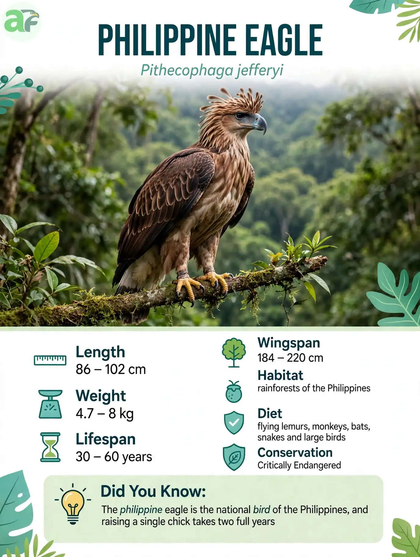 Philippine Eagle - Bird