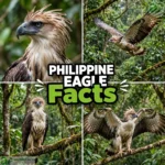 Philippine Eagle Facts