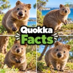 quokka facts