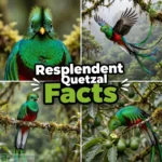 Resplendent Quetzal Facts