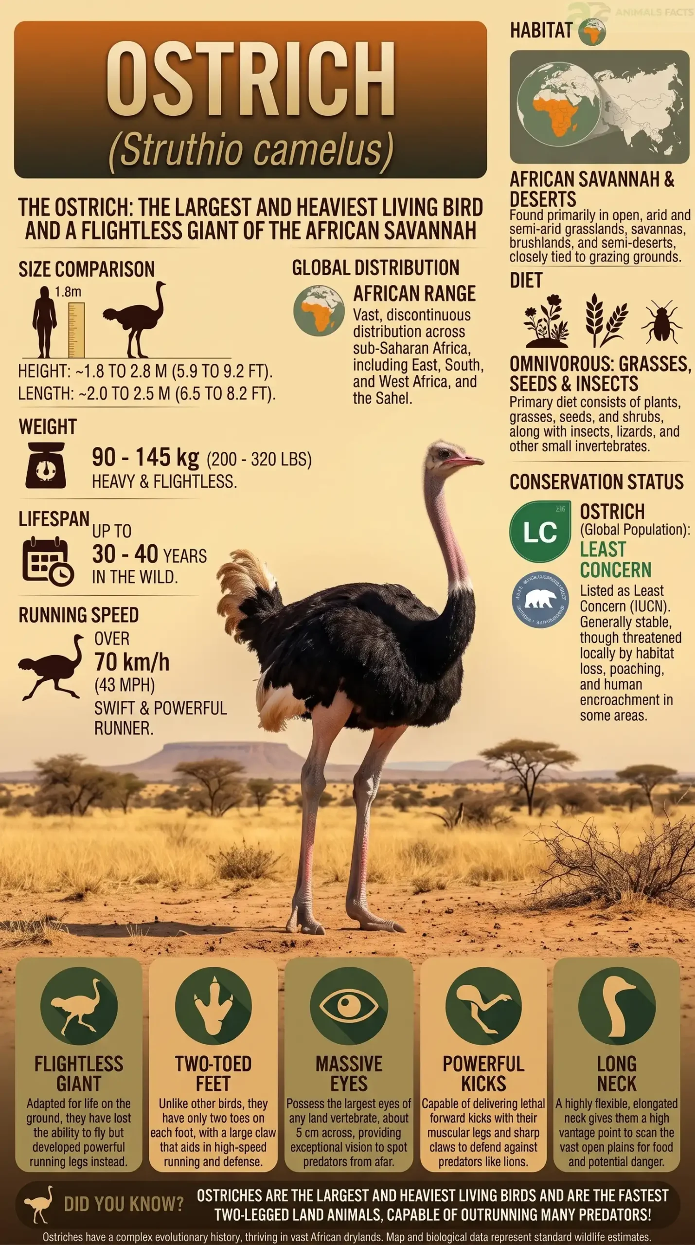 Struthio camelus