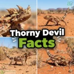 Thorny Devil Facts